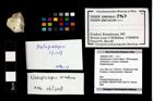 Foto (Objekt + Etikett) von Nodoprosopon ornatum (Meyer, 1842)  (NHMW-GEO-1990-0041-2967)